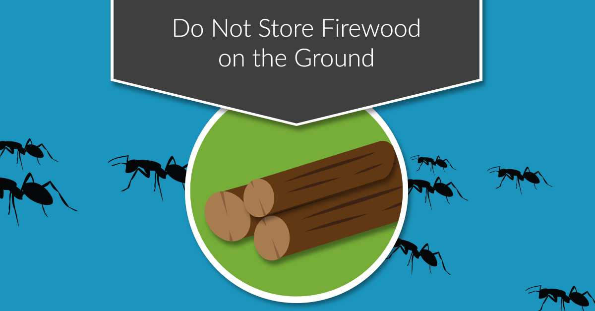 6 Ways to Protect Your Home from Carpenter Ants